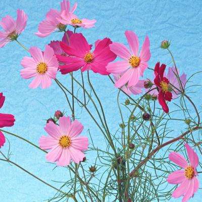 澳门正版资料大全手机app下载